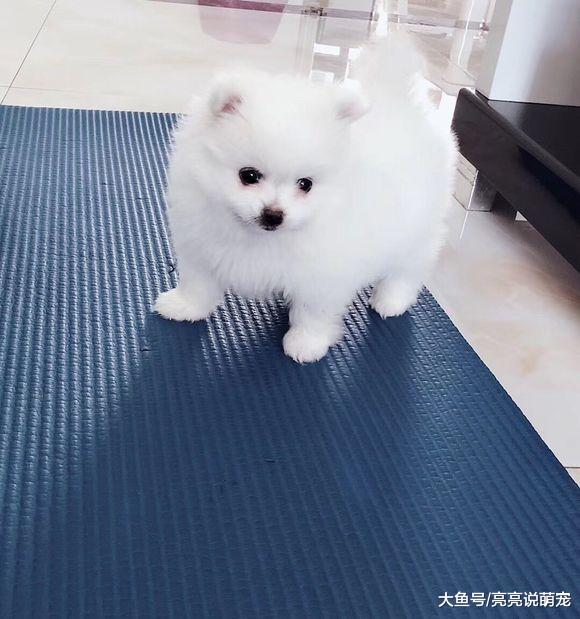 朋友说养了一只博美，当我看到的时候傻眼了，这似乎并不是