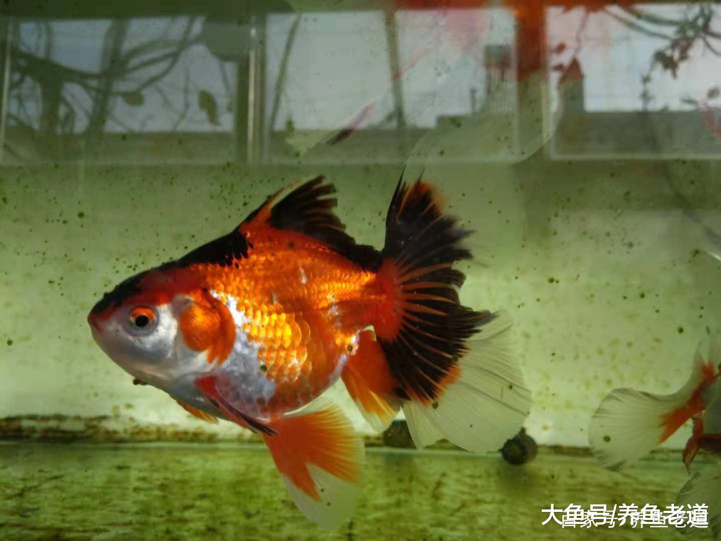 热带鱼患病, 一定不能用高浓度盐水浸泡!