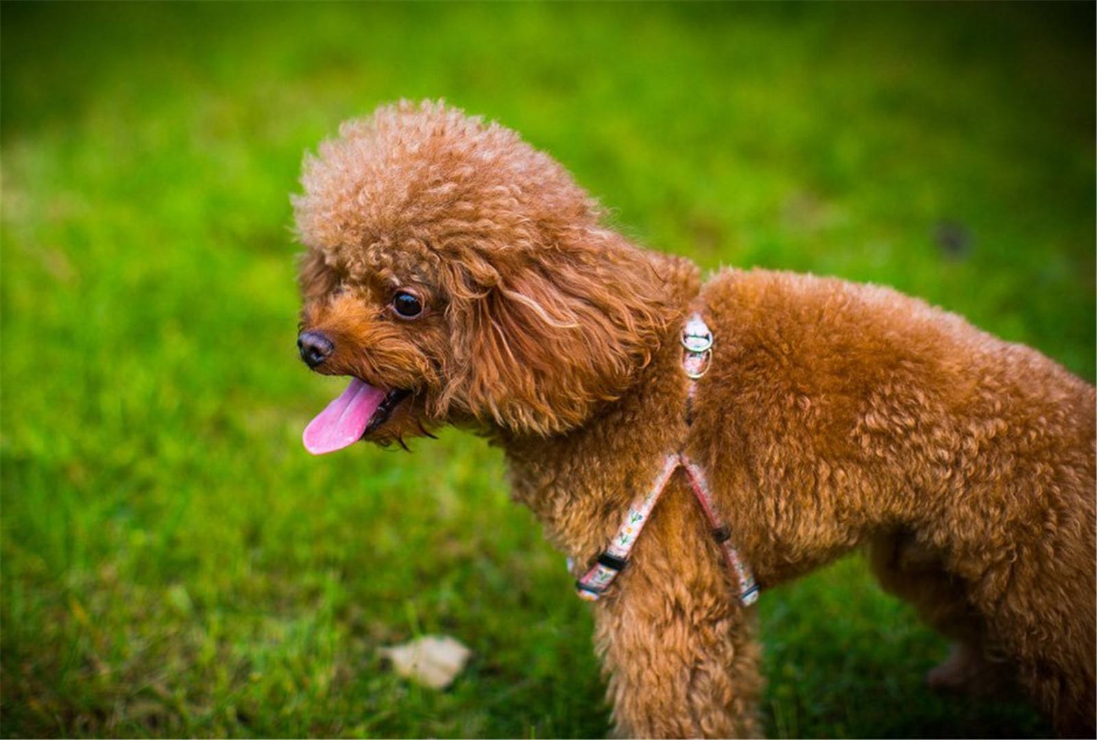 家里的泰迪很容易拉稀，这三点你需要注意！