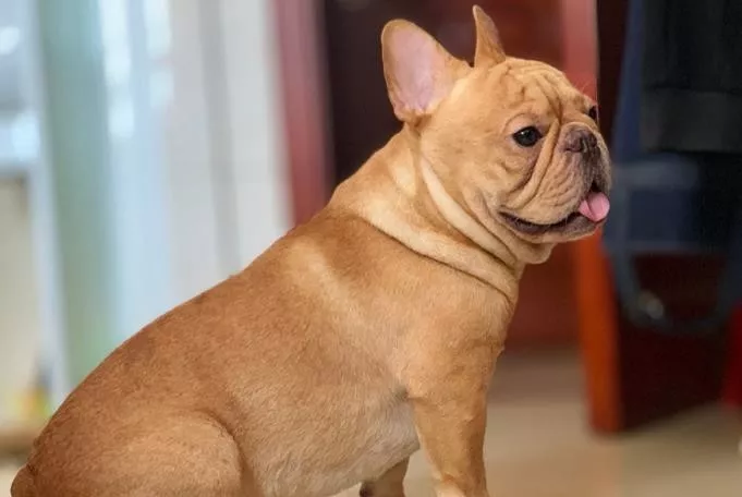 千元寻狗 广州市天河区东圃大马路人民医院附近丢失法斗一只