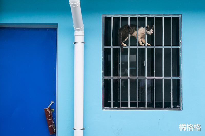 铲屎官：猫断奶之后如何让从流体食物转换成固体食物？一文告知