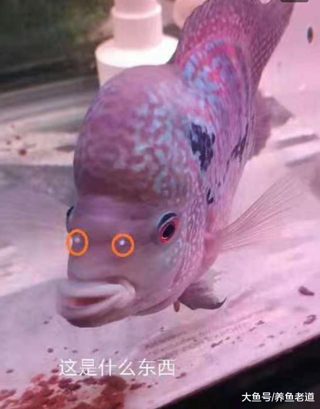 饲养观赏鱼必须有舍有得，否则我们会养的很累，那又有什么乐趣？