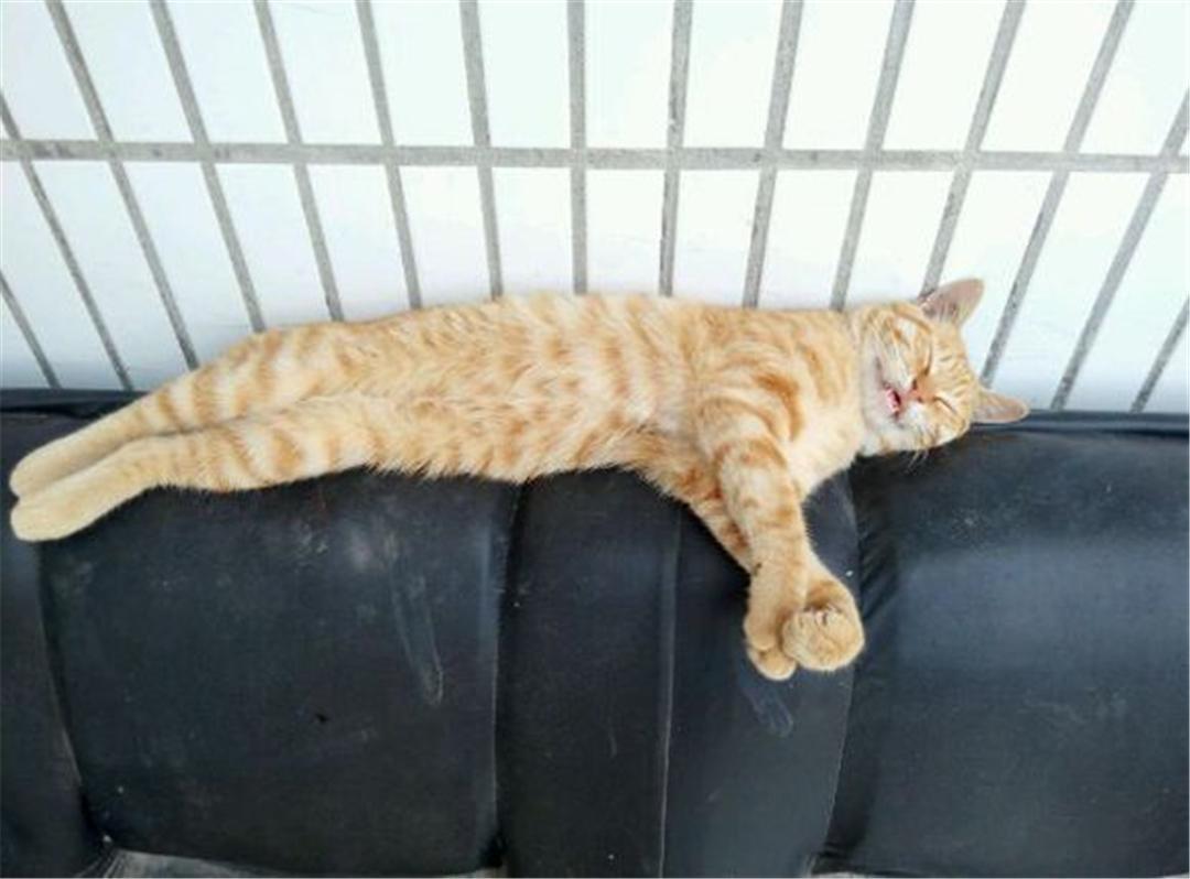 收养两只流浪猫，性格行为如此迥异，主人教不好无奈只能关笼子