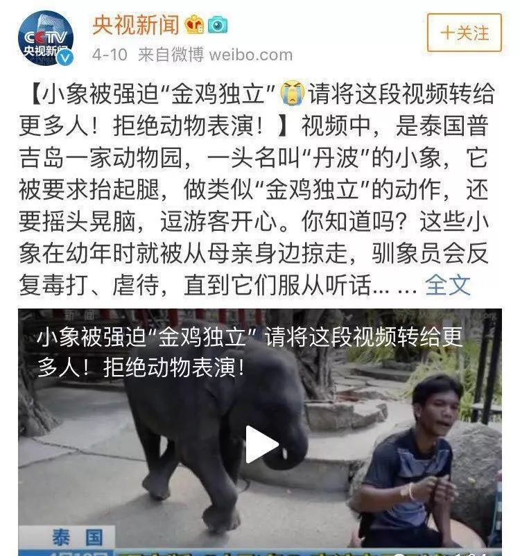 普吉岛小象一天被迫表演3场，双腿骨折后，选择绝食自杀...