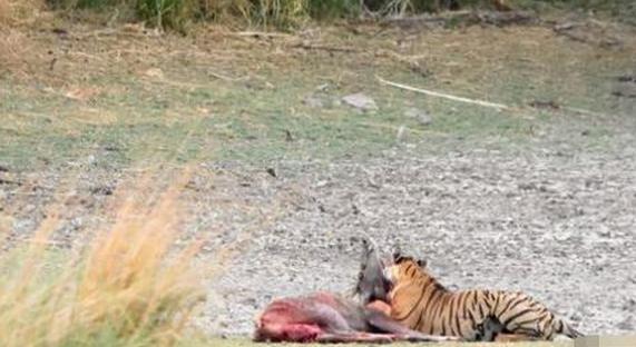 再强烈的求生欲望也敌不过实力，小鹿如此拼命却挡不住老虎的追杀，心痛