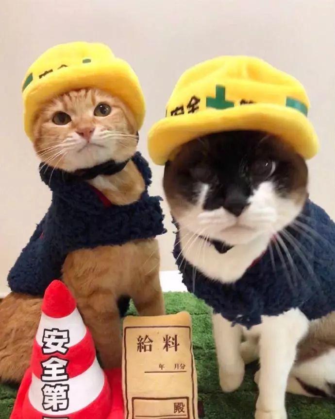 为了广大猫咪的烤火安全, 两只猫变身烤火安全宣传员