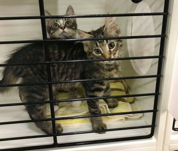 小猫有个好兄弟，受伤时全靠兄弟帮忙，被收养时还不忘把兄弟捎上