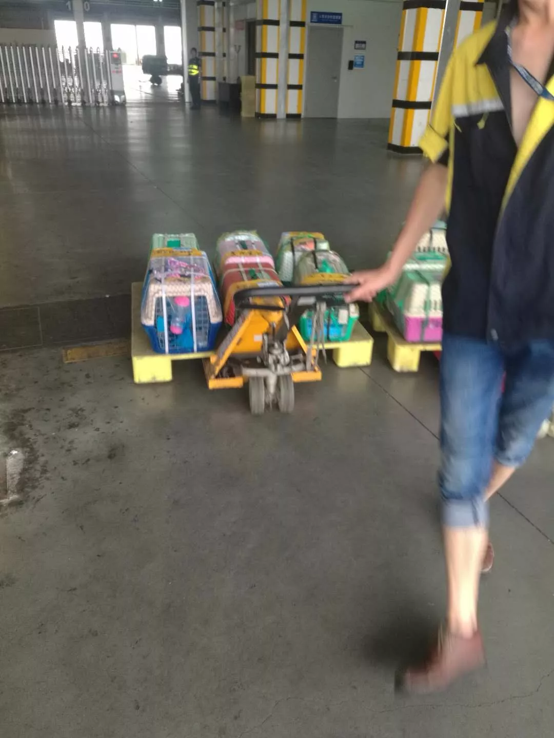 主人从机场接回空运过来的小猫咪，发现猫咪已经吓尿了，究竟小猫咪如何做好航空小乘客？