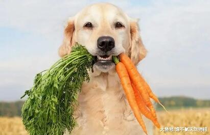 狗狗所需的6种基本营养物质，你知道吗？