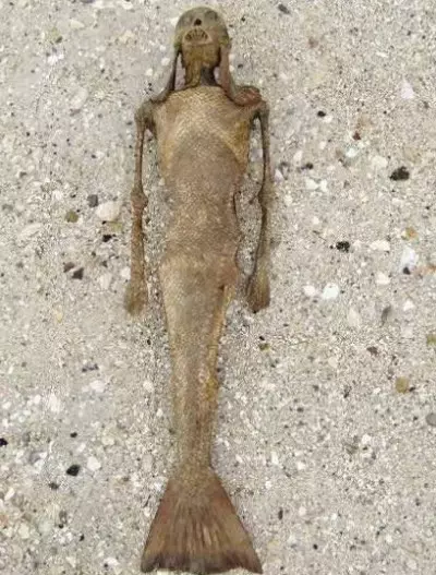 【揭秘】世界上有美人鱼吗？美人鱼真的存在吗