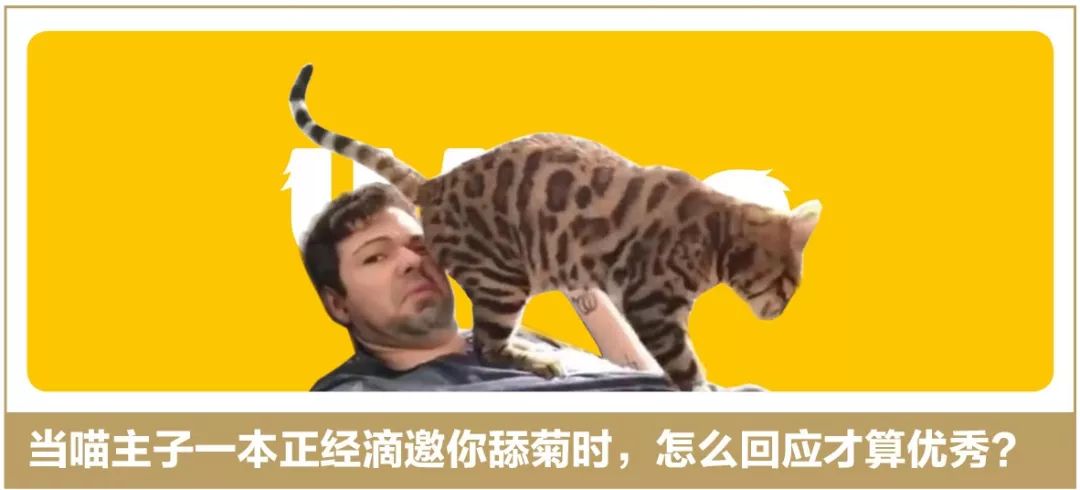 惹猫生气了，哄不好的那种，请问后悔药在哪里买啊？