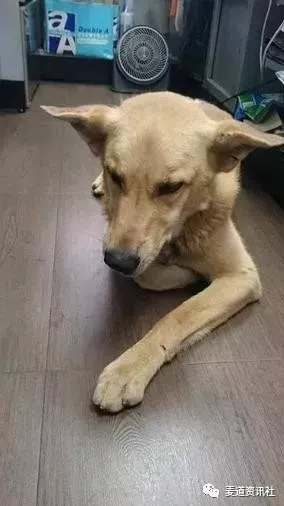 贴心狗狗每晚陪店员姐姐上夜班，轻松治愈胆小状况...