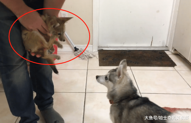 主人带回家一只狐狸，结果二哈闻了好久，感觉气味有点不对