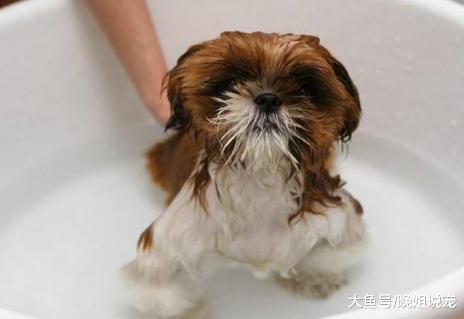?加速狗狗衰老的行为，第二种很严重，第一种很多人在做