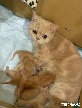 小奶猫刚出生三天就和兄弟打架，被主人制止后，还偷偷地多补一拳