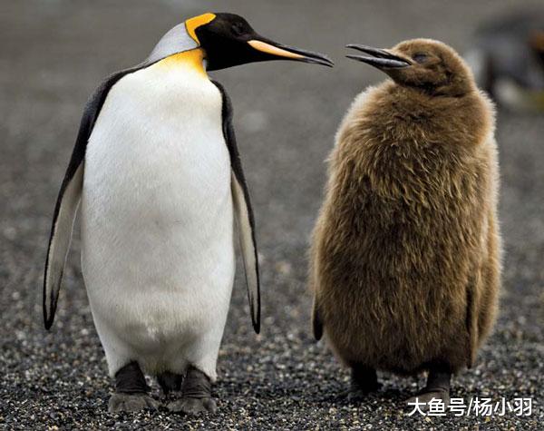 小企鹅成长过程从“奇异果”变“贵妇”造型，网友笑喷：毛裤没了