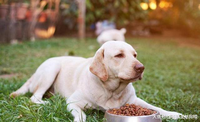 有这些情况的拉布拉多犬，说明它缺乏元素了，主人要及时补充
