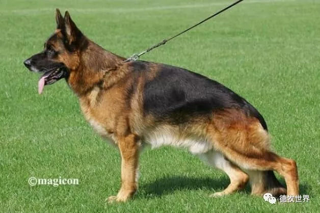 德牧传奇 狼王VA1威嘎斯VA1 Vegas du Haut Mansard