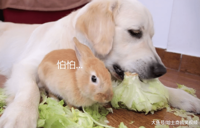 兔子偷吃狗粮后，金毛却跟它抢包菜吃，把自己当成兔子了