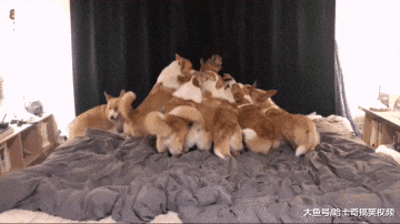 男子养了8只柯基，结果却因此找不到对象，只买得起狗粮了