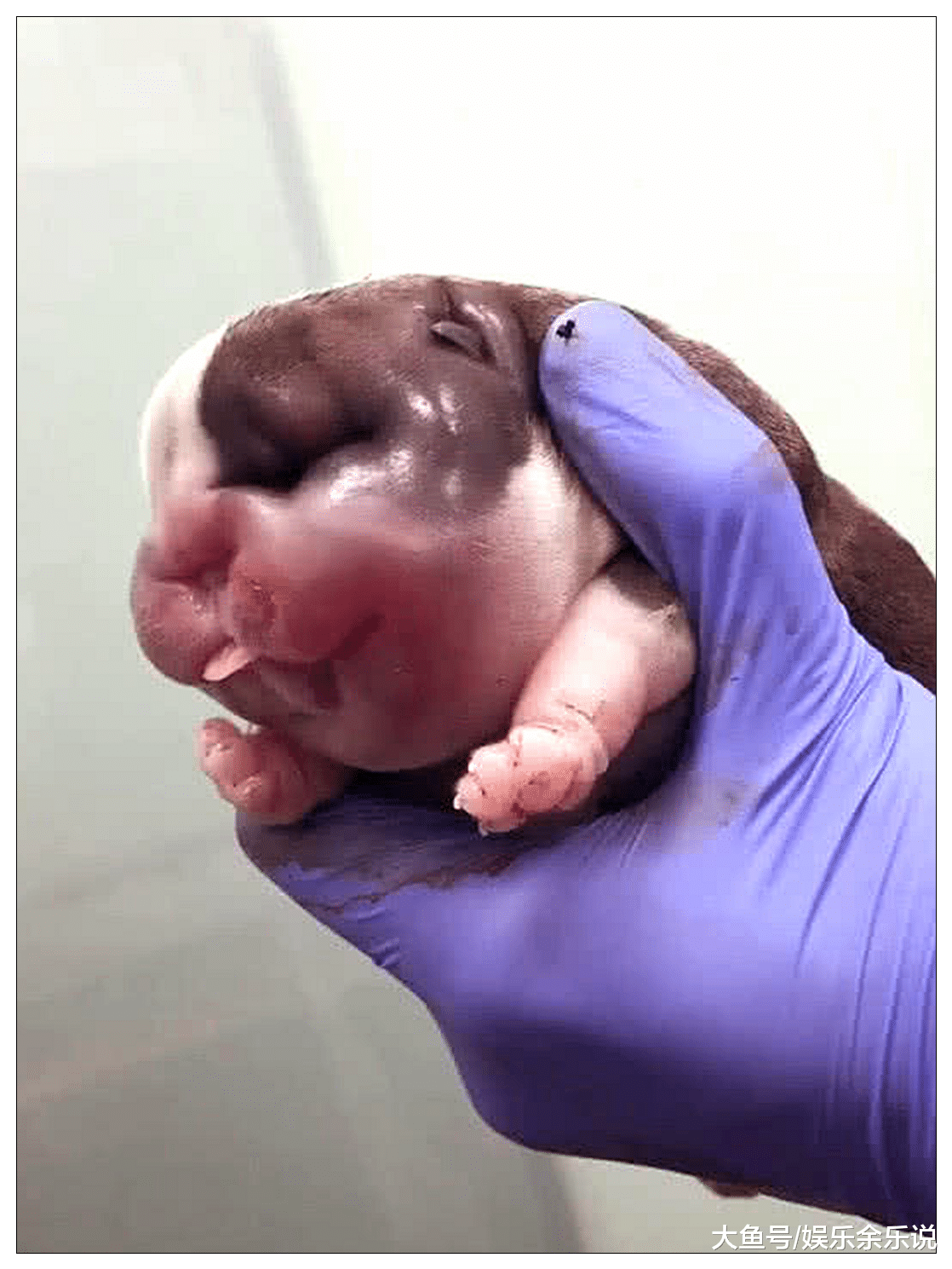 男子带狗狗去医院接生，医生捂着肚子出来，走近一看笑得直不起腰