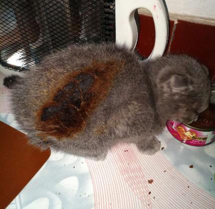 独眼猫流血哭泣，无人敢领养，4岁孩子的话却给了它活下去的希望