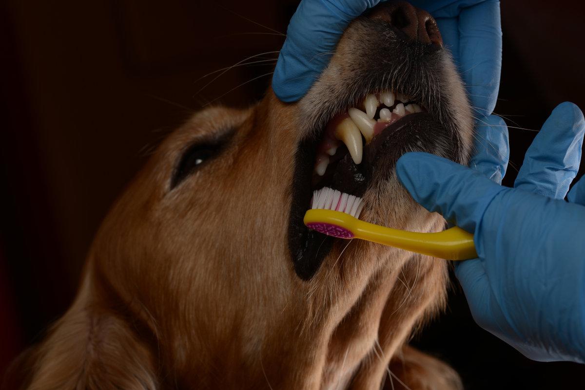 狗狗患上牙结石是件麻烦事，想让狗狗牙齿更健康？给你支个招
