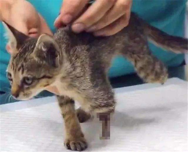 狸花猫因鼠患失去双腿，在野外求生时获救，装上假体开始新生活！