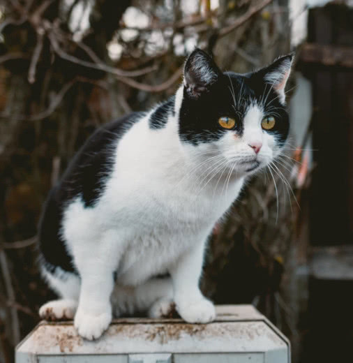 中华田园猫又丑又土？有这种想法的人是什么心理？你喜欢田园猫吗