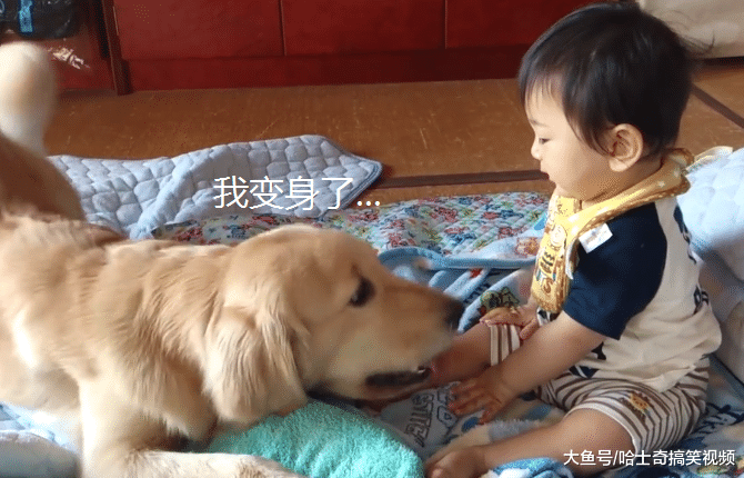 金毛带孩子有“绝活”，能快速逗宝宝开心，比亲妈还上心呢