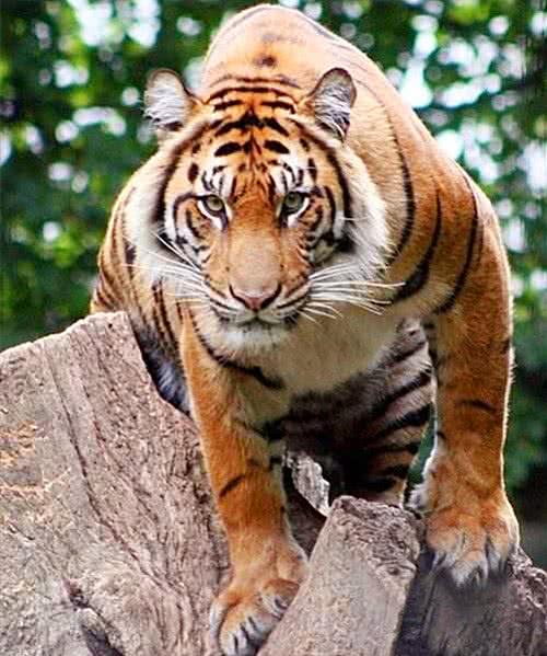 俗语“猛虎架不住群狼”是真是假？老虎对战群狼，谁才是最后赢家