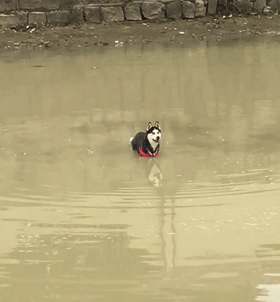 哈士奇在河边放飞自我，滚满身泥还要下河玩水，网友：不能要了…
