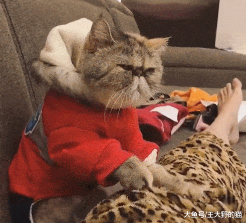 可爱又通人性的“明星加菲猫”，为什么很多人想养却又不敢养？