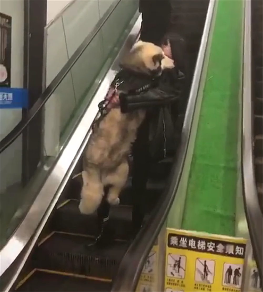 阿拉斯加犬害怕乘电梯, 让主人抱在怀里, 狗: 抱抱, 举高高……