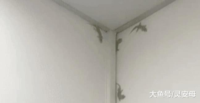 房顶上老有石灰掉落，女子忍无可忍起床