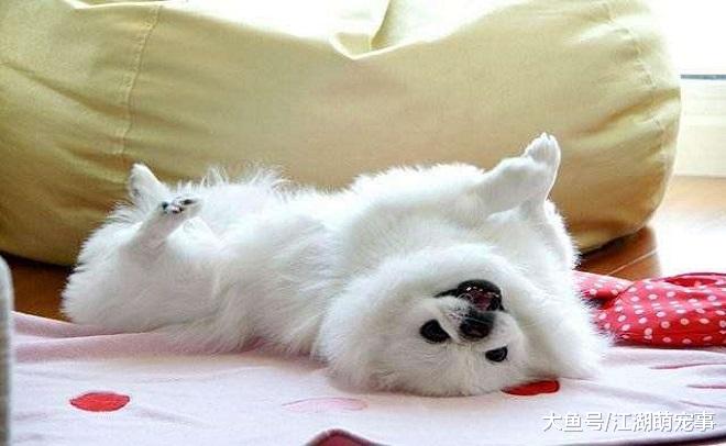 狗狗露肚皮只是信任？其实你理解错了