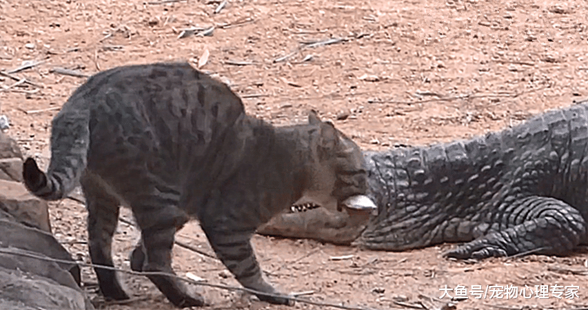 猫看鳄鱼嘴边有一条鱼，于是它有了一个大胆的想法：我觉得我可以