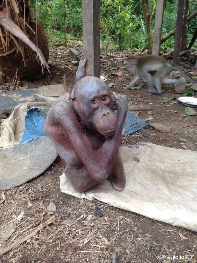 它亲眼目睹了偷猎者杀死自己妈妈，后又被残忍主人虐待！幸好……