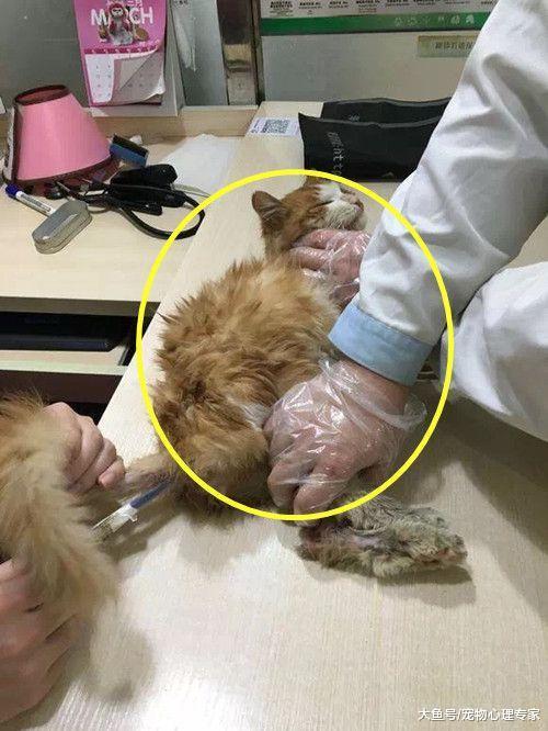 女子撿到流浪貓，被朋友嫌棄貓咪不好看，幾個月后竟成功逆襲