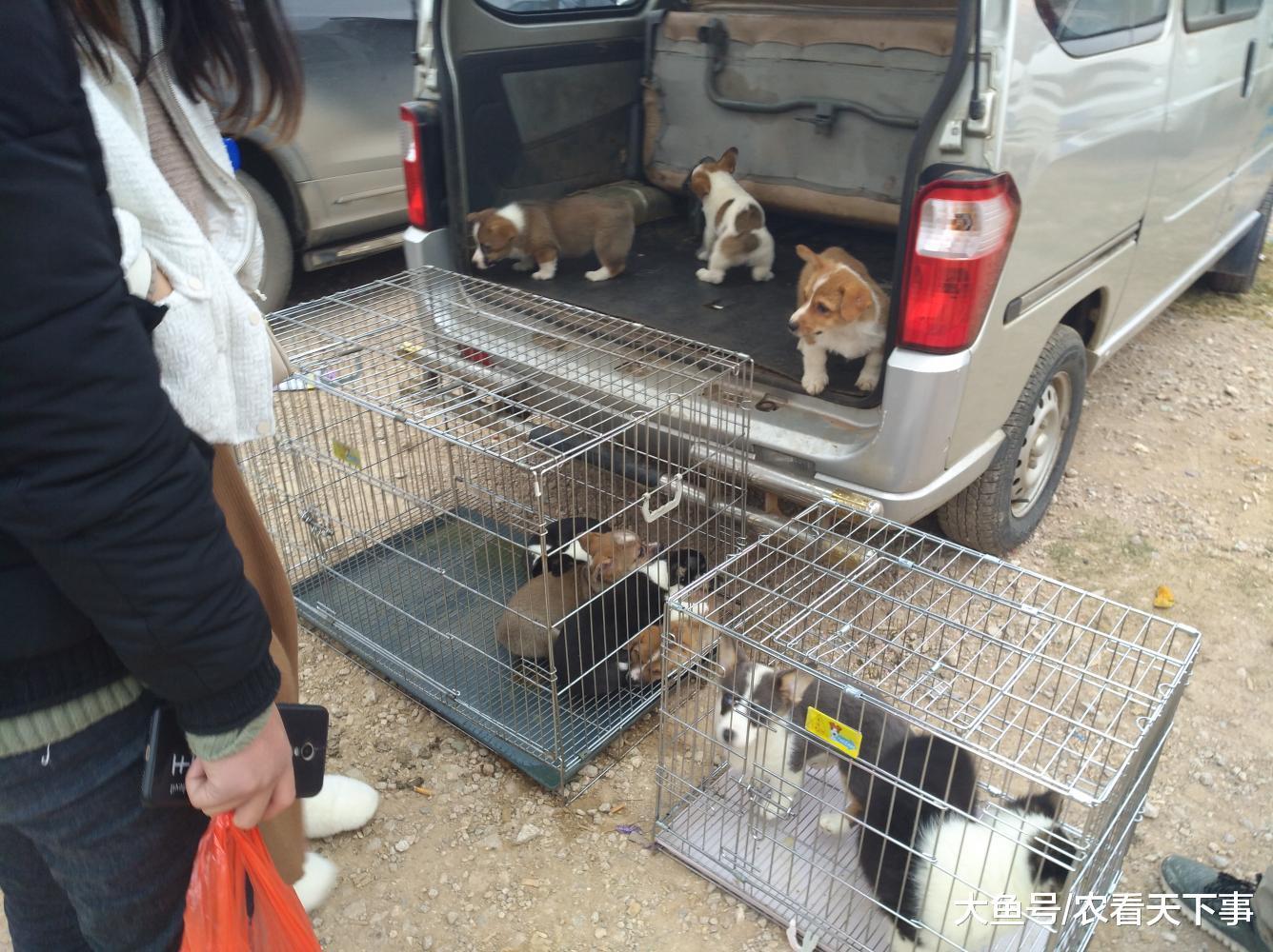 商贩出售柯基幼犬, 因品相不太好, 买主坚持要求降价!