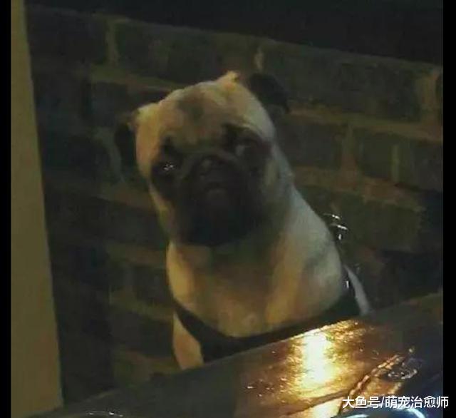 主人在狗狗的面前吃火锅，它眼珠子都要瞪出来了：给我吃一口啊！