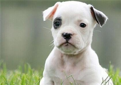 盘点最凶猛的5种小型犬, 我家博美犬上榜, 你家的呢?