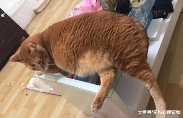 女孩抱了橘猫10分钟，腿上留下了特殊痕迹：这下实锤了吧