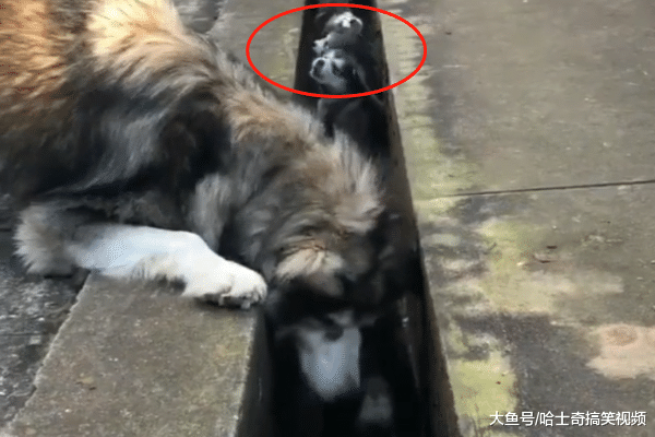 阿拉带孩子溜达, 却自顾自己玩, 回头发现它们全掉坑里了