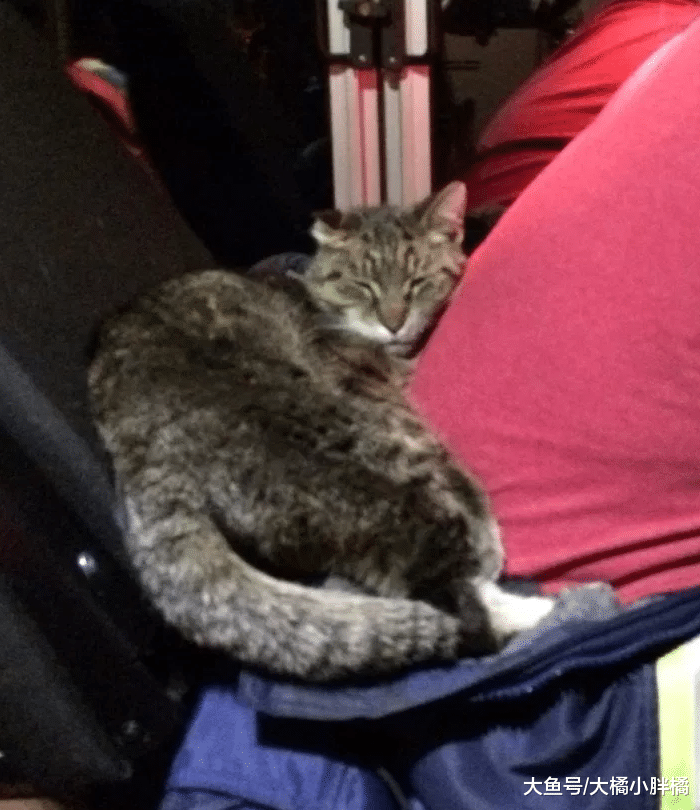 野猫在严寒中获救，被救时一直恐吓恩人，结果当晚就跟别人一起睡