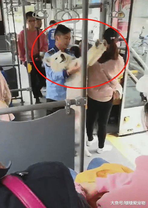 萨摩耶偷乘公交车，被赶下去后，一脸幽怨的表情笑喷了！