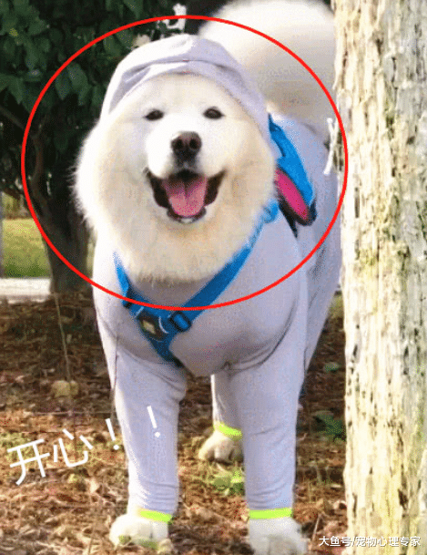 薩摩耶穿新裝，路人被逗笑，主人窮得只買得起秋衣秋褲？