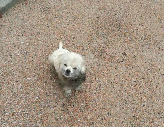 流浪狗四处流荡觅食，误入男子院子里，接下来发生的事意想不到！
