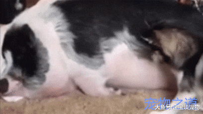 自从迷你猪变成大肥猪后，可怜的二哈再也没有精力拆家了，笑喷了