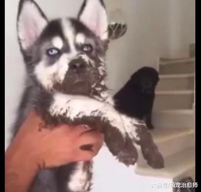 全身都是泥的哈士奇，把家里地板踩的都是脚印，主人看了很崩溃！